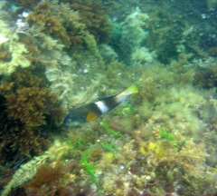 Notolabrus tetricus