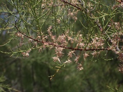 Tamarix parviflora