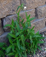 Silene drummondii