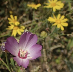 Clarkia gracilis tracyi