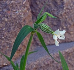 Silene drummondii