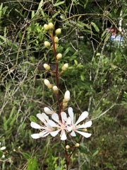 Bejaria racemosa image