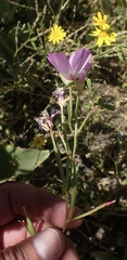 Clarkia gracilis tracyi