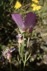 Clarkia gracilis tracyi