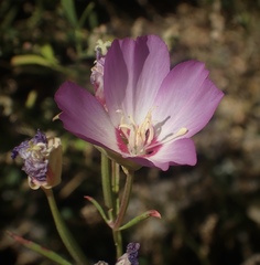 Clarkia gracilis tracyi