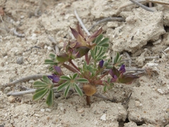 Lupinus brevicaulis