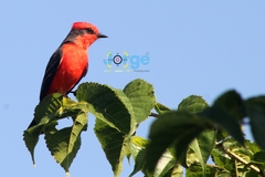 Pyrocephalus rubinus