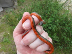 Diadophis punctatus vandenburgii