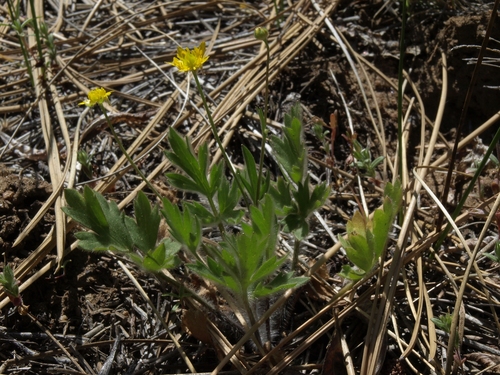 Ranunculus occidentalis var. ultramontanus