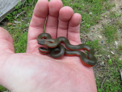 Diadophis punctatus vandenburgii