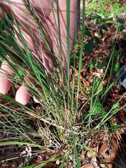 Sorghastrum secundum