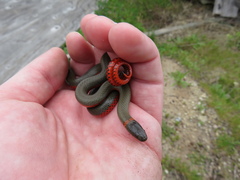 Diadophis punctatus vandenburgii