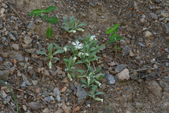 Silene nelsonii