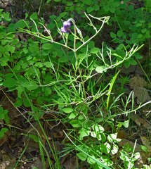 Clematis hirsutissima