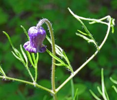 Clematis hirsutissima