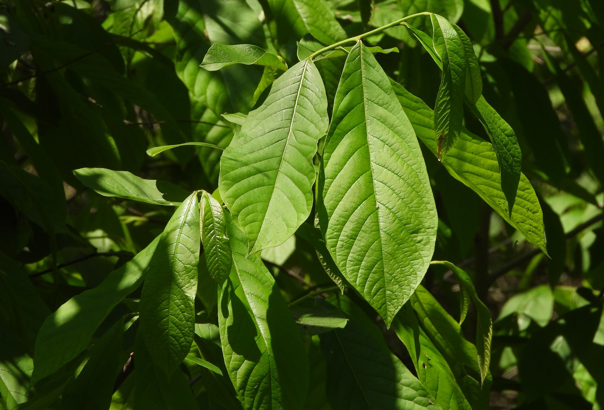 Pappaw asimina triloba imagem de stock. Imagem de flora - 208322961