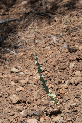 Streptanthus barbatus