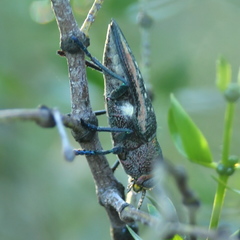 Lampetis plagiata