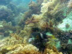 Notolabrus tetricus