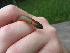 Diadophis punctatus vandenburgii