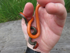 Diadophis punctatus vandenburgii