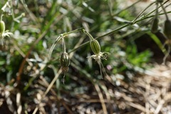 Silene lemmonii
