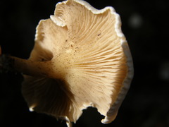 Clitocella