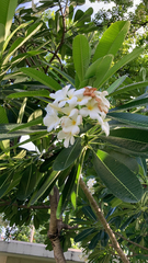 Plumeria obtusa