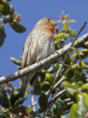 Haemorhous mexicanus