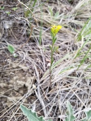 Erysimum coarctatum