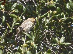 Haemorhous mexicanus