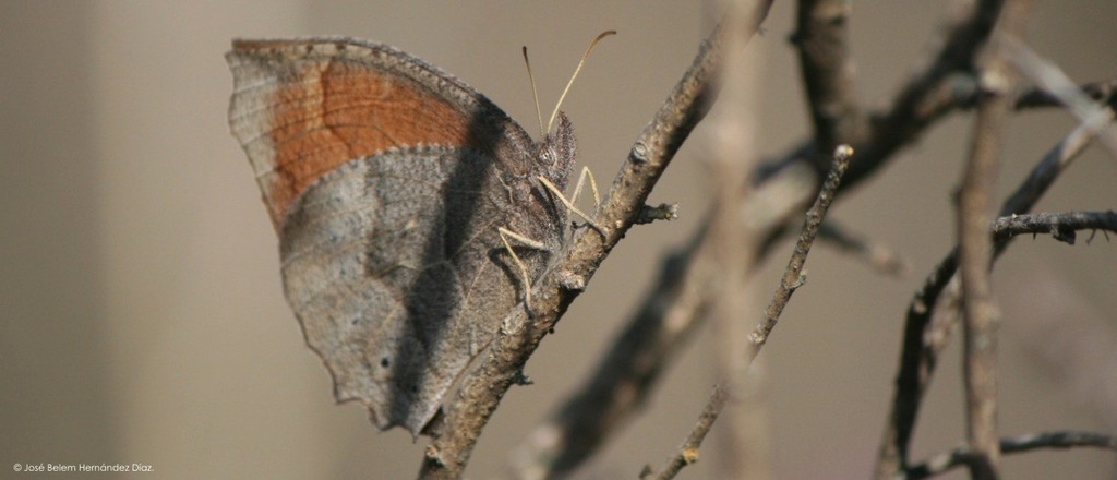 Pindis squamistriga