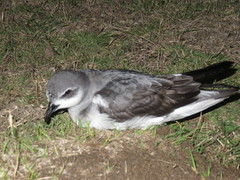 Pterodroma nigripennis