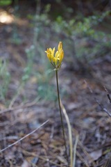 Triteleia crocea