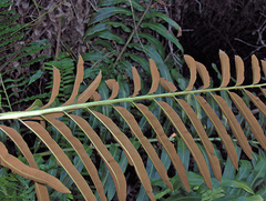 Giant leather fern