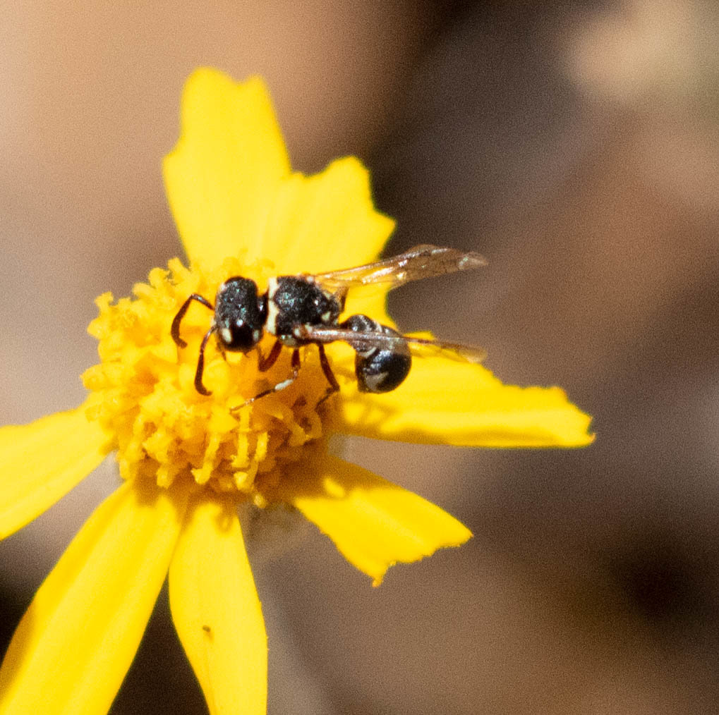 Maricopodynerus From Eagle Peak Trail, Mount Diablo State Park, Contra ...