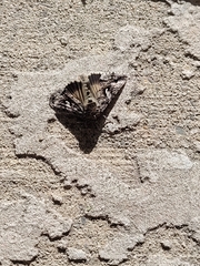 Lepidoptera