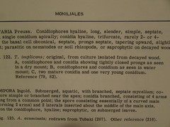 Tridentaria implicans