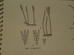 Tridentaria implicans