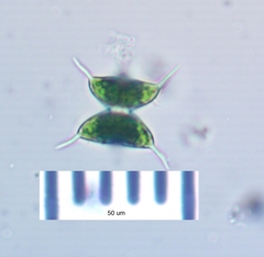 Staurodesmus validus