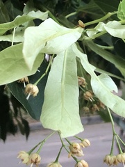 Tilia americana