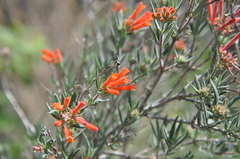Bouvardia tenuifolia
