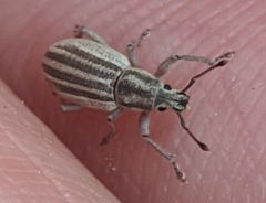 Aphrastus taeniatus