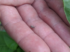 Aphrastus taeniatus