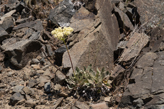 Eriogonum compositum compositum