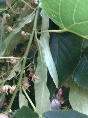 Tilia americana