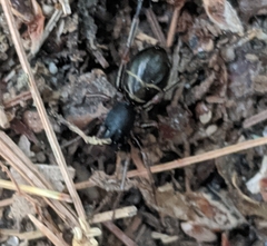 Castianeira cingulata