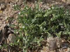 Pectocarya penicillata