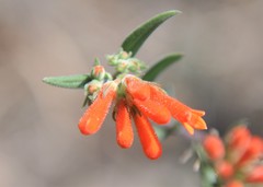 Bouvardia tenuifolia
