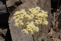 Eriogonum compositum compositum
